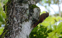 Dendrocolaptes sanctithomae
