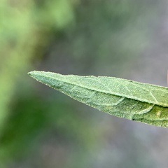 Calycomyza ambrosiae