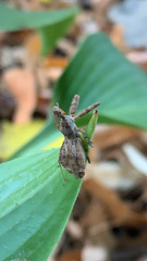 Reduviidae