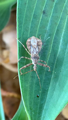 Reduviidae