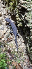 Ichthyosaura alpestris