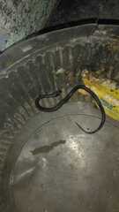 Erythrolamprus taeniogaster