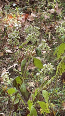 Chromolaena odorata