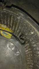 Erythrolamprus taeniogaster