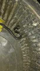 Erythrolamprus taeniogaster