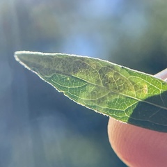 Calycomyza ambrosiae