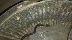 Erythrolamprus taeniogaster