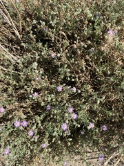 Spergularia macrotheca