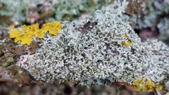 Physcia tenella