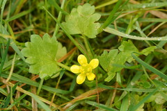 Ranunculus muricatus