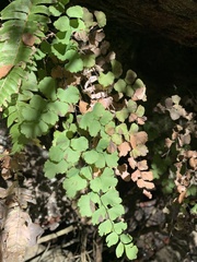 Adiantum chilense