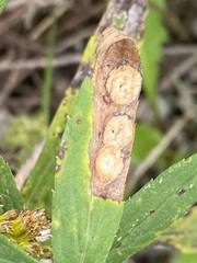 Asteromyia carbonifera
