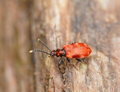 Lemodes coccinea