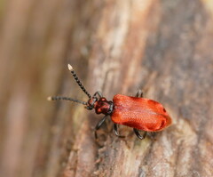Lemodes coccinea