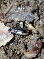 Notiophilus quadripunctatus