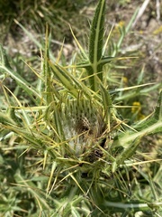 Cirsium ferox