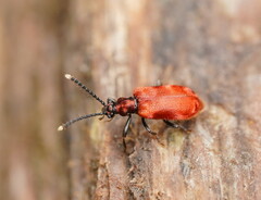 Lemodes coccinea