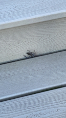 Acanthocephala declivis