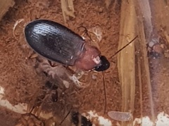 Calathus melanocephalus