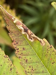 Stigmella intermedia