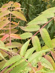 Stigmella intermedia