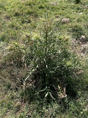 Cirsium ferox