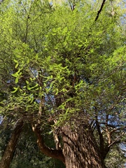 Weinmannia trichosperma