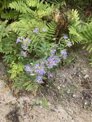 Symphyotrichum puniceum