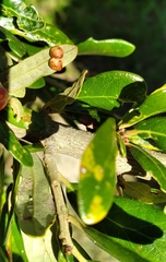 Belonocnema treatae