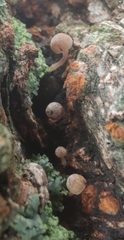 Mycena meliigena