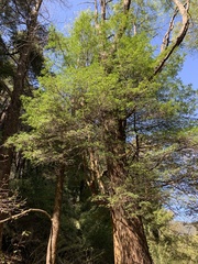 Weinmannia trichosperma