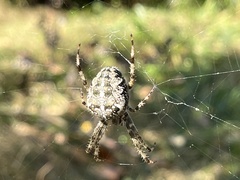 Araneus
