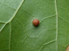 Polystepha globosa