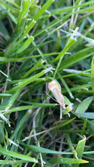 Agriphila straminella