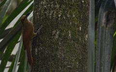 Dendrocolaptes sanctithomae