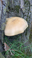 Cyclocybe parasitica