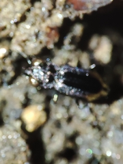 Notiophilus quadripunctatus