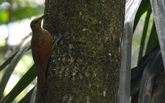 Dendrocolaptes sanctithomae