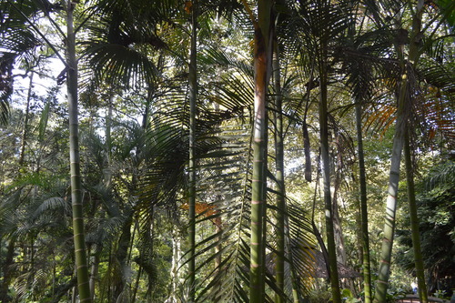 Areca Palm