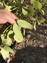 Colophospermum mopane image