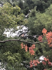 Colaptes auratus luteus