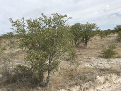 Colophospermum mopane image