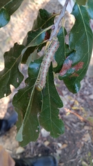 Anisota virginiensis