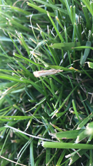 Agriphila straminella