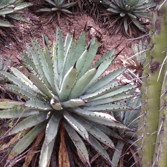 Agave macroacantha