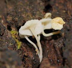 Hemimycena