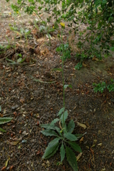 Hieracium lachenalii