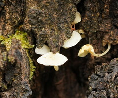 Hemimycena