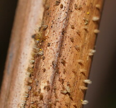 Hispidula dicksoniae