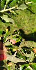 Belonocnema treatae